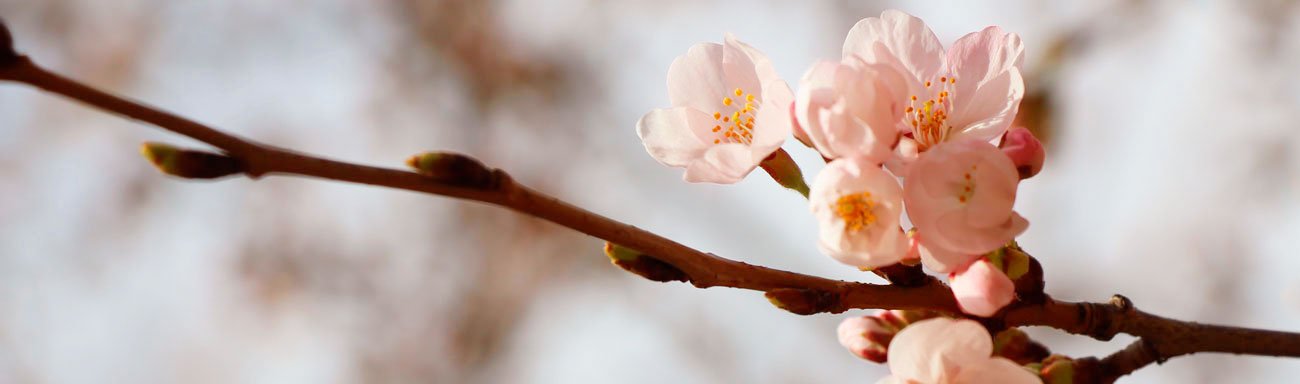 hanami