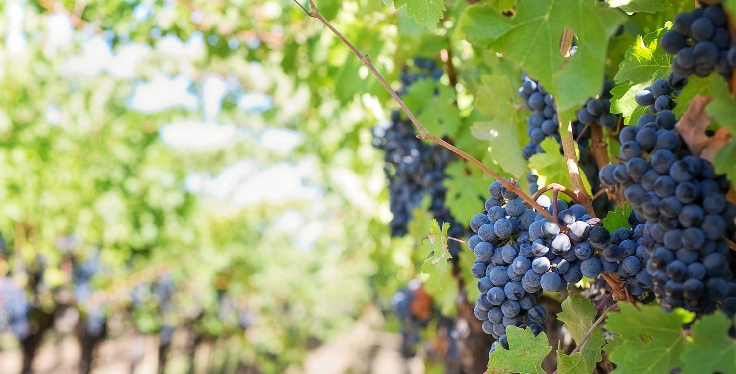 affiche_purple-grapes_site